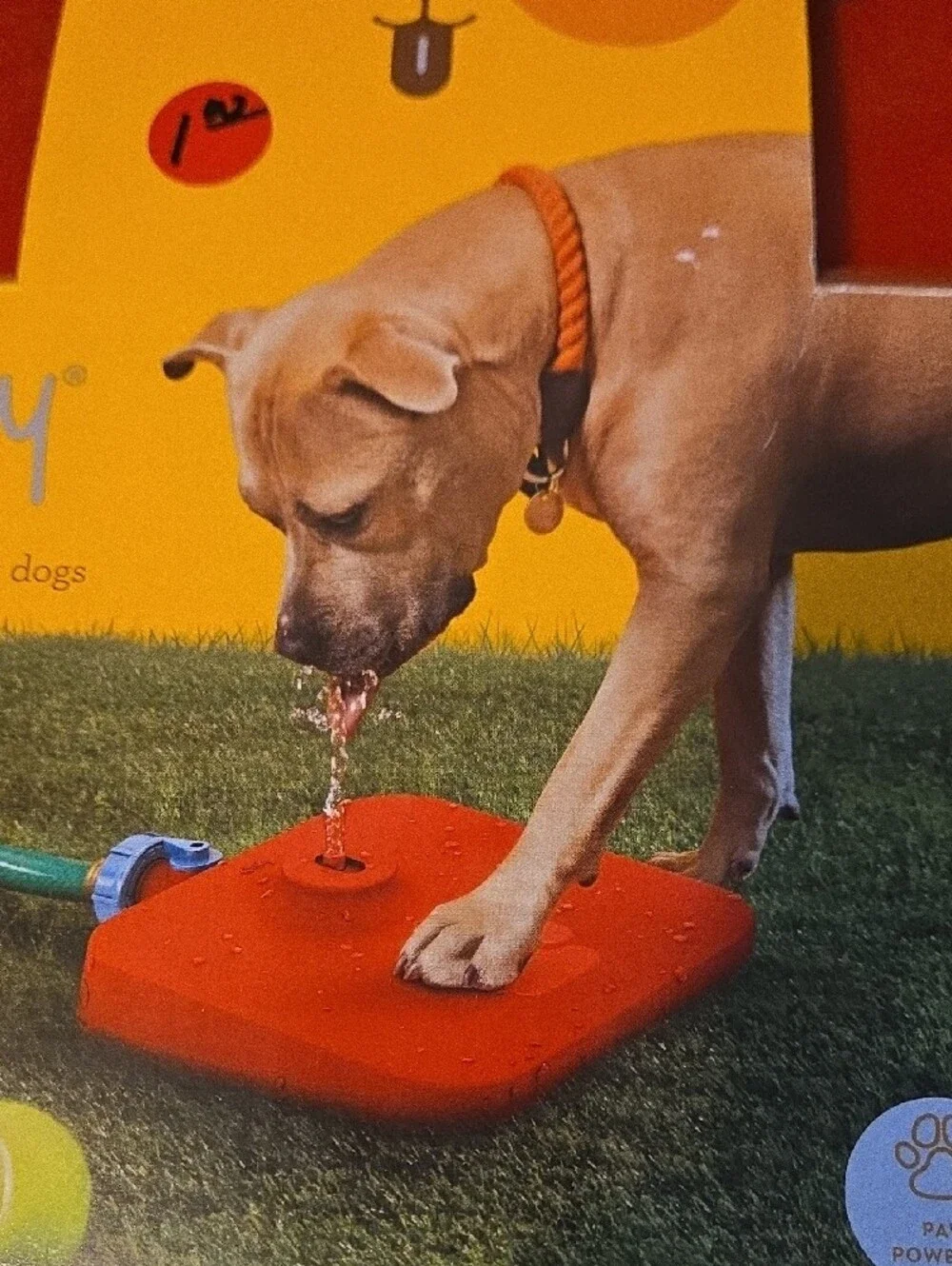 Quirky Pawcet Dog Drinking Fountain - Orange/Red